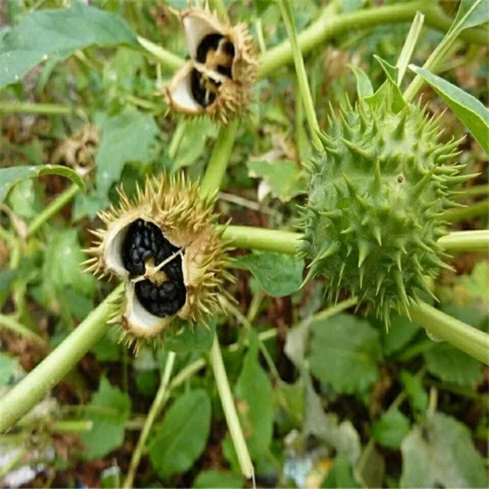 고품질 천연 건조 Datura Pods – 양초/비누/ - Candle Making And Perfume 리뷰 및 가격